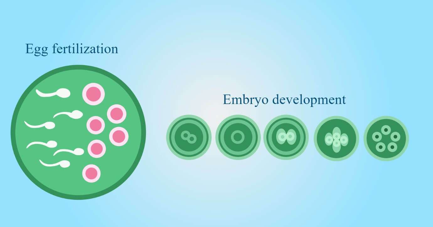 Fertilization and Embryo Development