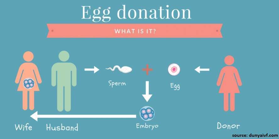 Egg Donate
