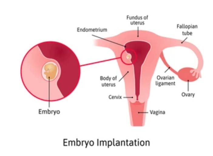 What Happens 4 Days After Embryo Transfer?