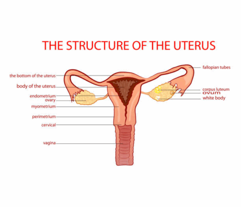 Getting pregnant with one fallopian tube | Dr Hrishikesh Pai