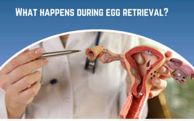 What happens during egg retrieval?