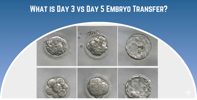 What is Day 3 vs Day 5 Embryo Transfer