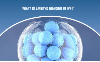 What Is Embryo Grading in IVF?