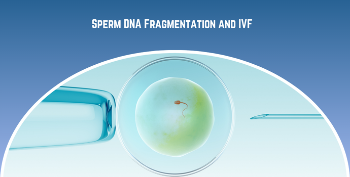 Embryo in a petri dish with lab instruments, illustrating IVF and sperm DNA fragmentation.